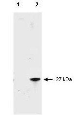 RFP antibody (FITC)