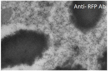 RFP Antibody