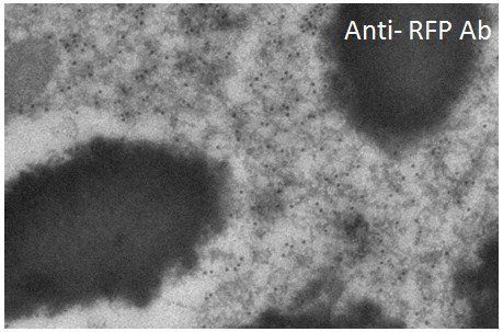 RFP antibody