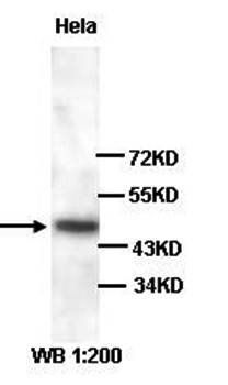RFP2 Rabbit Polyclonal Antibody
