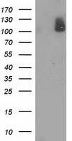 RFPL1 antibody
