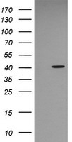 RFPL3 antibody