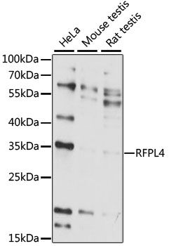 RFPL4 antibody