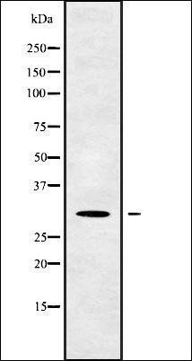 RFPL4B antibody