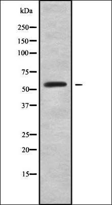 RFTN2 antibody