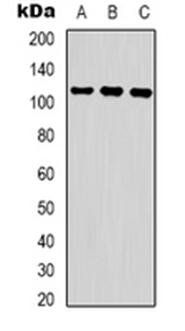 RFWD2 (phospho-S387) antibody