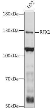 RFX1 antibody