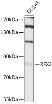RFX2 antibody