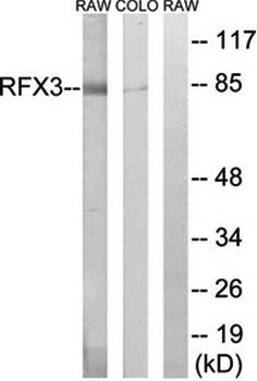 RFX3 antibody