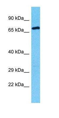RFX8 antibody