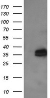 RFXANK Antibody