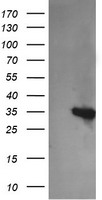 RFXANK Antibody