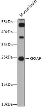 RFXAP antibody