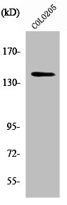 RGAG1 Antibody