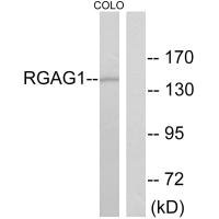 RGAG1 Antibody