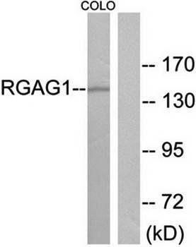 RGAG1 antibody