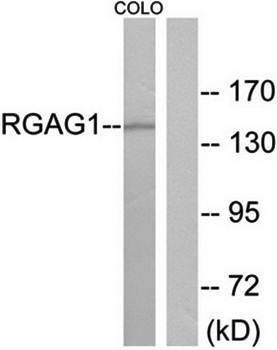 RGAG1 Antibody
