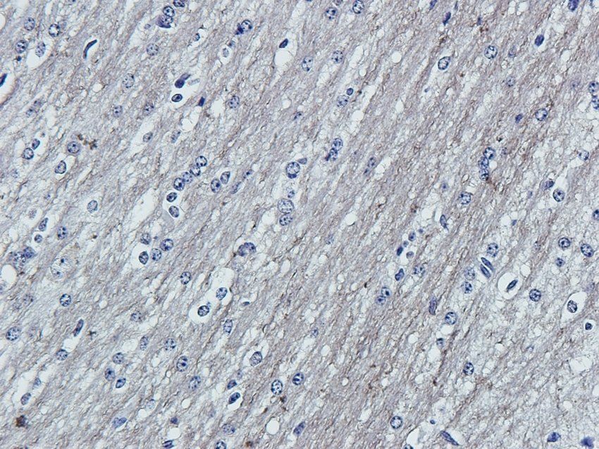 RGCC antibody