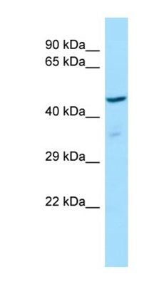 RGD1311188 antibody