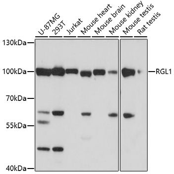 RGL1 antibody