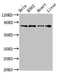 RGL2 antibody