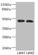 RGMA antibody