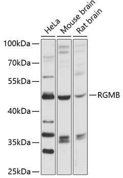 RGMB antibody