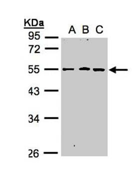 RGMB antibody