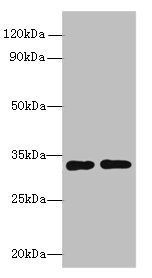 Rgn antibody