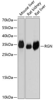 RGN antibody