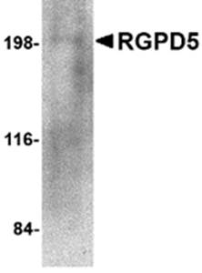 RGPD5 Antibody