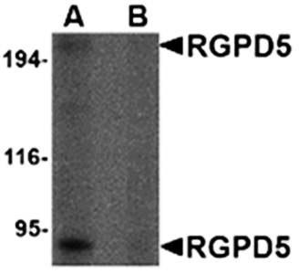 RGPD5 Antibody