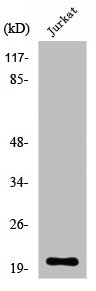 RGS10 Antibody