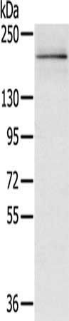 RGS12 antibody