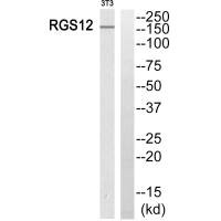 RGS12 antibody