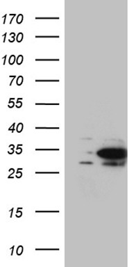 RGS13 antibody