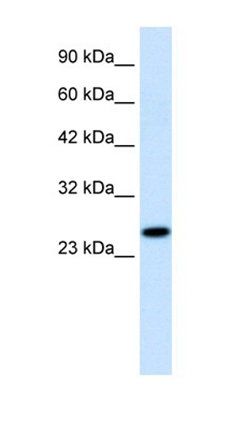 RGS13 antibody