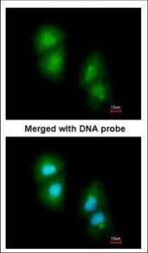 RGS13 antibody