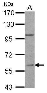RGS14 Rabbit Polyclonal Antibody