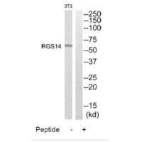 RGS14 antibody