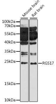 RGS17 antibody