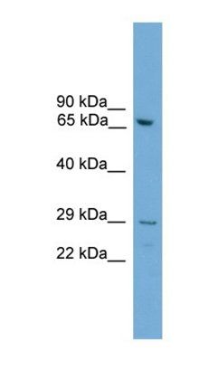 Rgs18 antibody
