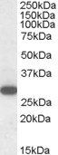 Goat anti-RGS18 Antibody