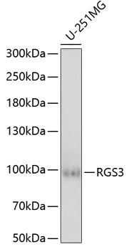 RGS3 antibody