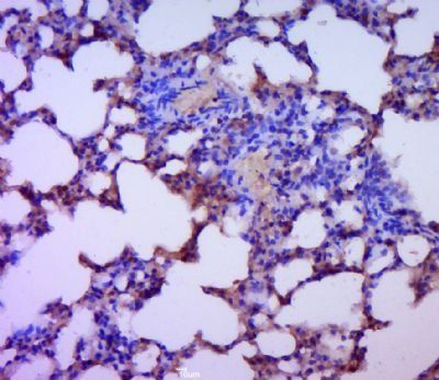 RGS3 Rabbit Polyclonal Antibody