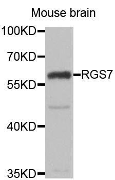 RGS7 antibody