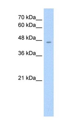 RHAG antibody