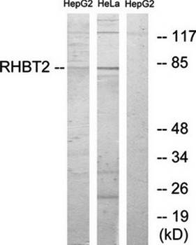 RHBT2 antibody