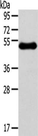 RHCE antibody