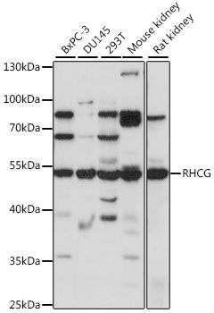 RHCG antibody